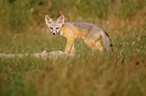 Joaquin: San Joaquin Kit Fox