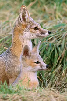 Joaquin: San Joaquin Kit Fox