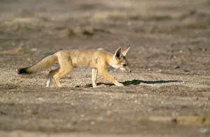 Joaquin: San Joaquin Kit Fox