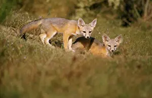 Joaquin: San Joaquin Kit Fox