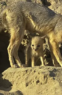 Joaquin: San Joaquin Kit Fox pup and pack - San Joaquin Kit