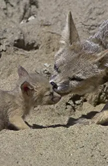 Joaquin: San Joaquin Kit Fox pup and pack - San Joaquin Kit
