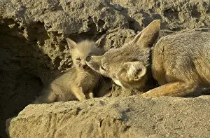 Joaquin: San Joaquin Kit Fox pup and pack - San Joaquin Kit