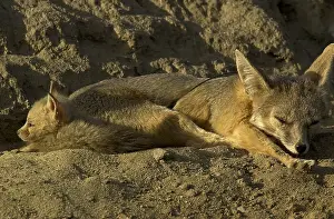 Joaquin: San Joaquin Kit Fox pup and pack - San Joaquin Kit