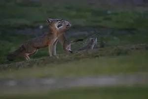 Joaquin: San Joaquin Kit Fox pup and pack - San Joaquin Kit