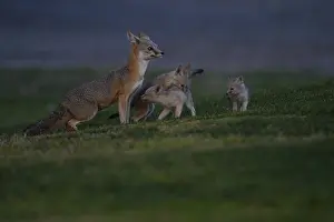 B Moose Peterson: San Joaquin Kit Fox pup and pack - San Joaquin Kit