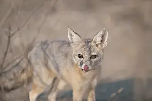Joaquin: San Joaquin Kit Fox - San Joaquin Kit Fox - North