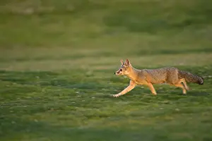 Joaquin: San Joaquin Kit Fox - San Joaquin Kit Fox - North