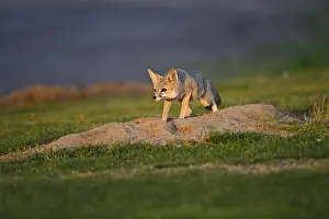 Joaquin: San Joaquin Kit Fox - San Joaquin Kit Fox - North