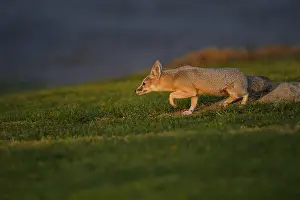 B Moose Peterson: San Joaquin Kit Fox - San Joaquin Kit Fox - North