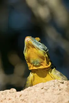 Throats: San Lucan Rock Lizard