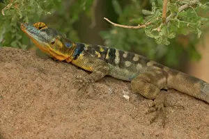 Petrosaurus: San Lucan Rock Lizard