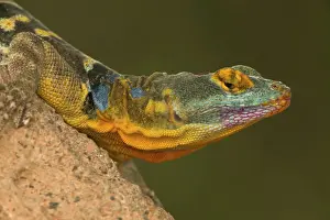 Petrosaurus: San Lucan Rock Lizard