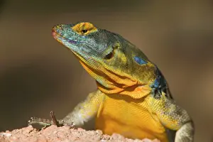 Throats: San Lucan Rock Lizard