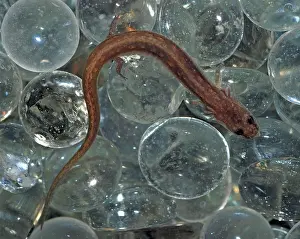 Nana: San Marcos Salamander - endangered species, only