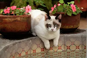 Mcroberts: San Miguel de Allende, Mexico. Kitten rests