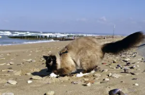 Birmans: Sanctity of Burma on the beach at Ouistreham in Calvados