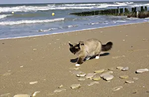 Birmans: Sanctity of Burma on the beach at Ouistreham Calvados