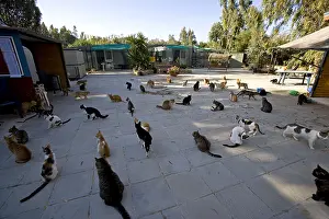 Paving: Sanctuary for cats Cyprus