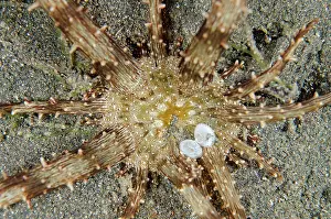 Joleha: Sand Anemone on black sand Joleha dive site, Lembeh