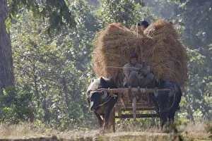 Mode: Sand bars carrying hay Bardia Nepal Terai