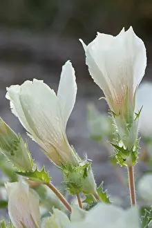 Blazing: Sand Blazing Star / White-bract Blazing Star