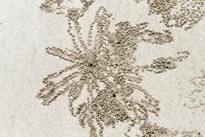 Trails: Sand Bubbler Crab burrow