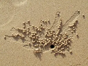Excavating: Sand Bubbler Crab - when excavating their burrows