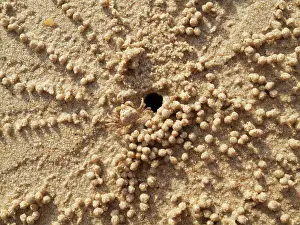 Excavating: Sand Bubbler Crab - when excavating their burrows