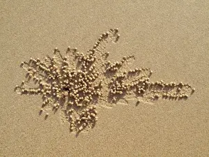 Excavating: Sand Bubbler Crab - when excavating their burrows
