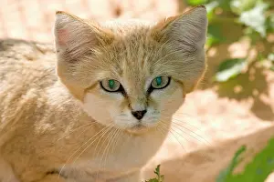 Margarita: Sand Cat