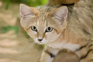Margarita: Sand Cat