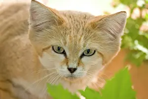 Margarita: Sand Cat