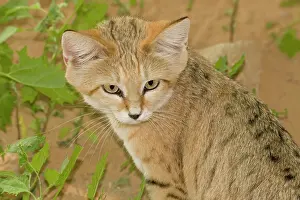 Margarita: Sand Cat