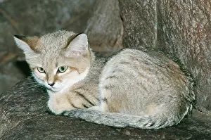 Margarita: Sand Cat