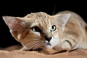 Margarita: Sand Cat