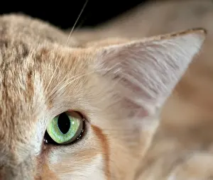 Margarita: Sand Cat