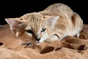 Margarita: Sand Cat