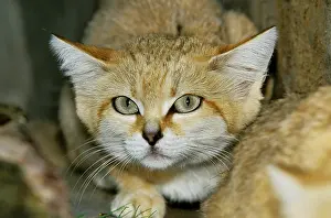 Margarita: Sand Cat (felis margarita), Head of Adult