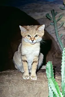 Margarita: SAND CAT - sitting