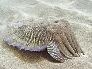 Canary: Sand-covered common cuttlefish (Sepia officinalis)