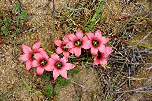 Crocuses: Sand-crocus
