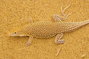 Meroles: Sand diver lizard / Shovel-snouted lizard