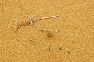 Meroles: Sand diver lizard / Shovel-snouted lizard - on the coastal
