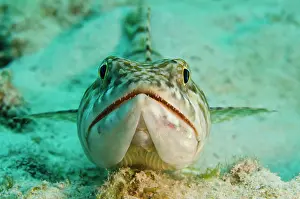 Pete: Sand Diver (Synodus intermedius), Bonaire