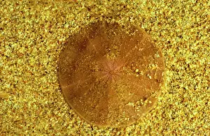 Dollar: Sand Dollar (a sea urchin) - Top side