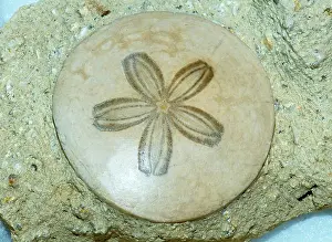 Dollar: Sand Dollar Fossil