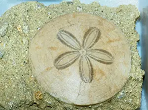 Dollar: Sand Dollar Fossil