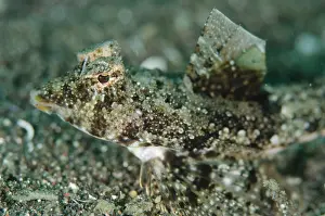Joleha: Sand-dragonet with erect fin on black sand Joleha