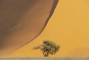 Remote: Sand dune and camelthorn tree (Vachellia erioloba) in the Namib Desert